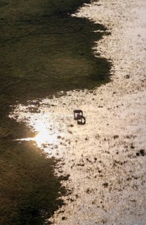 Two steppe zebras (Equus quagga) drinking by the river, aerial view, Okavango Delta, Botswana