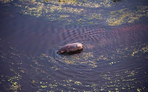 Single hippopatamus (Hippopatamus amphibius) with back injury in water, aerial view, Okavango