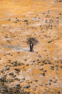 Savanna landscape with African baobab (Adansonia digitata) and yellow grass, aerial view, Okavango