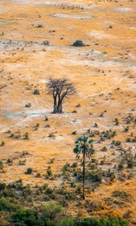 Savanna landscape with baobab (Adansonia digitata) and palm tree, aerial view, Okavango Delta,