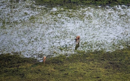 Blue wildebeest (Connochaetes taurinus), two wildebeests crossing river, aerial view, Okavango