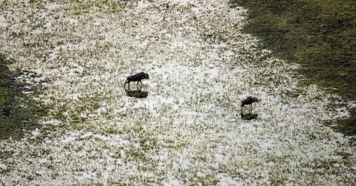 Striped goose (Connochaetes taurinus), two animals crossing river, aerial view, Okavango Delta,