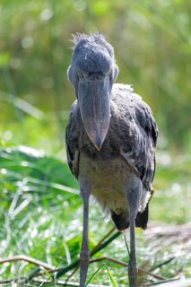 Shoebill (Balaeniceps rex), evil eye, in the swamps of Mabamba between papyrus, Lake Victoria,