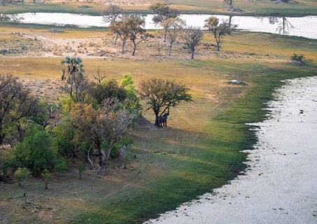 African elephant (Loxodonta africana), riverbank, savanna landscape on the river, aerial view,