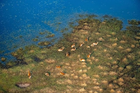 Herd of letschwe (Kobus leche), litchi bog antelopes sitting on the riverbank, aerial view,