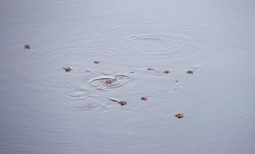 Hippos (Hippopatamus amphibius), group in water, aerial view, Okavango Delta, Botswana