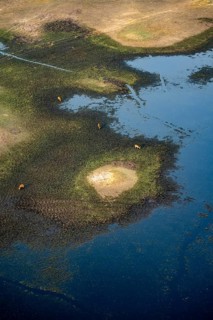 River landscape and small flock of letschwe (Kobus leche), litchi bog antelope, on the riverbank,