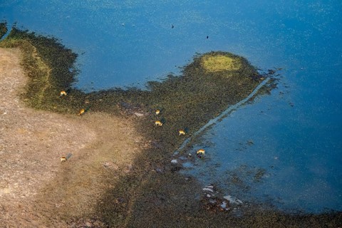 Herd of letschwe (Kobus leche), lychee bog antelope, riverbank, river landscape, aerial view,