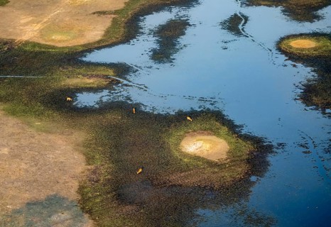 River landscape and small flock of letschwe (Kobus leche), litchi bog antelope, on the riverbank,