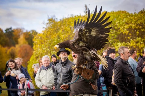 Moritzburg Fish and Forest Festival, Raptor Show with Hans-Peter Schaaf from Jagdfalkenhof,