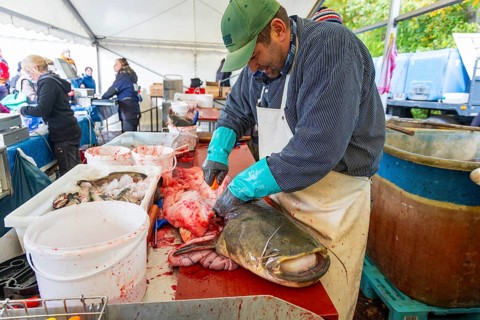 Moritzburg fish and forest festival, filleting a capital catfish, Moritzburg, Saxony, Germany