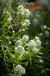 Small white flowers of beach silverweed (Lobularia maritima) in autumn, Ternitz, Lower Austria,