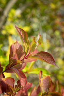 Red and green leaves in sunshine that give a lively, autumnal impression, Ternitz, Lower Austria,
