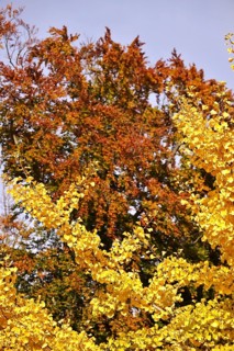 Ginkgo in autumn, October, Germany