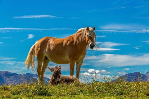 A horse stands with a foal in the grass under a blue sky
