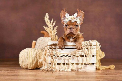 French Bulldog puppy with reindeer antlers in box in front of brown background with boho style