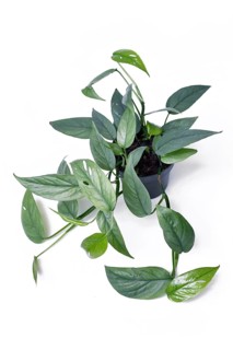 Beautiful exotic 'Epipremnum Pinnatum Cebu Blue' houseplant with silver-blue leaves in pot on white