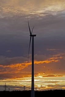 Sunset, clouds, flock of birds, wind power plants, silhouettes, Melbeck, Samtgemeinde Ilmenau,
