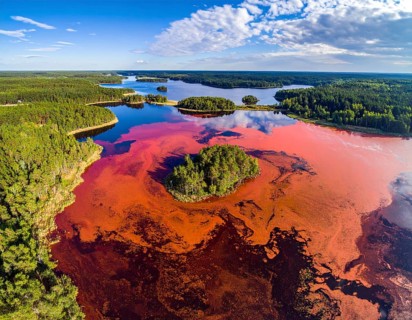 Red algae plant on the lake. abstract ecology nature concept, wild landscape with vibrant red