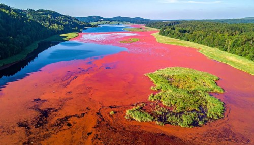 Red algae plant on the lake. abstract ecology nature concept, wild landscape with vibrant red