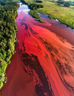 Red algae plant on the lake. abstract ecology nature concept, wild landscape with vibrant red