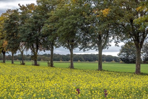 Field with blooming mustard plants, Münsterland, North Rhine-Westphalia, Germany