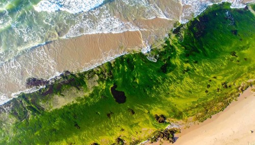Green algae on the shore of an ocean. Fascinating phenomenon of wilderness nature, green plants,
