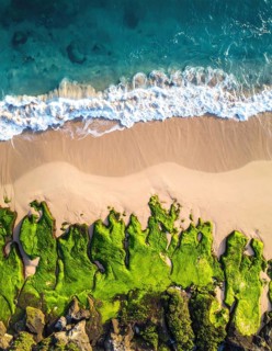 Green algae on the shore of an ocean. Fascinating phenomenon of wilderness nature, green plants,