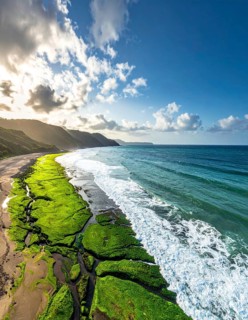 Green algae on the sandy shore of an ocean. Fascinating phenomenon of wild coastline with green