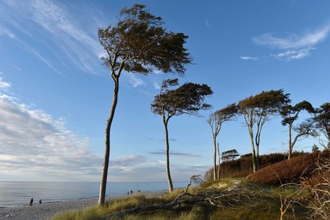 Windflüchter, pine trees on the Darß on the Baltic Sea, Mecklenburg-Western Pomerania, Germany