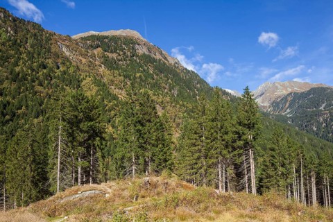 Forest and mountains near Ranalt in autumn, Ranalt, Neustift im Stubai Valley, Stubai Valley,