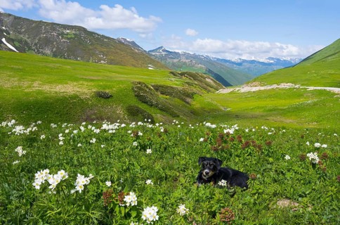 A dog sits in a flower-strewn meadow against a hilly backdrop, mixed breed dachshund, Zagari Pass,