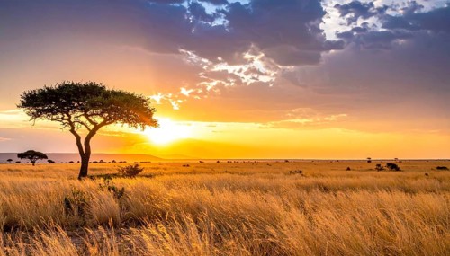 Single acacia tree in the savannah at sunset, solitude in the wild, dry grass in the foreground,