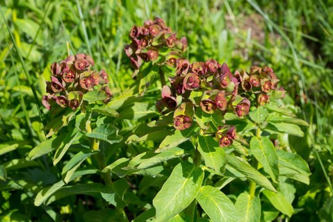 Green plant with reddish flowers growing in the garden under sunlight, milkweed (Euphorbia,