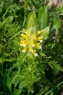 Close-up of a yellow flower with lush green leaves in natural environment, leafy lice herb