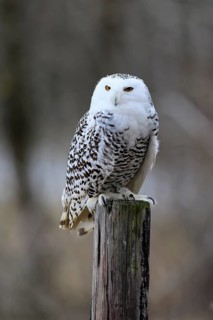 Snowy owl (Nyctea scandiaca), snowy owl, adult, alert, perch, in winter, Bohemian Forest, Czech