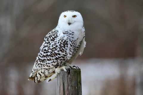 Snowy owl (Nyctea scandiaca), snowy owl, adult, alert, perch, in winter, Bohemian Forest, Czech