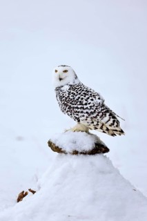 Snowy owl (Nyctea scandiaca), snowy owl, adult, alert, in snow, perch, in winter, Bohemian Forest,