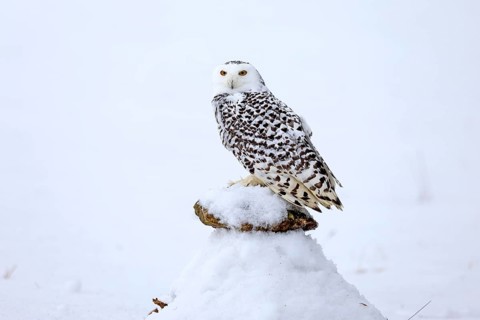 Snowy owl (Nyctea scandiaca), snowy owl, adult, alert, in snow, perch, in winter, Bohemian Forest,