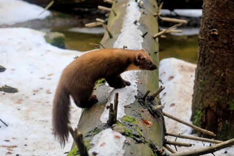 Marten (Martes martes), adult, alert, tree trunk, winter, snow, foraging, Bavarian Forest National