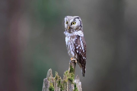 Roughfoot owl (Aegolius funereus), groufoot owl, adult, perch, alert, in winter, Bohemian Forest,