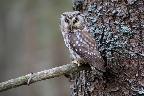Roughfoot owl (Aegolius funereus), groufoot owl, adult, on tree, alert, in winter, Bohemian Forest,