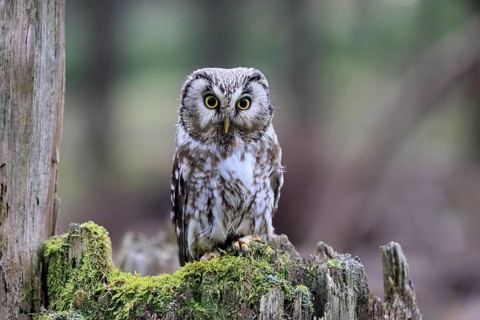 Roughfoot owl (Aegolius funereus), groufoot owl, adult, perch, tree trunk, alert, in winter,