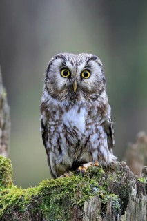 Roughfoot owl (Aegolius funereus), groufoot owl, adult, perch, tree trunk, alert, in winter,