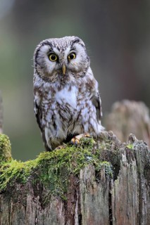Roughfoot owl (Aegolius funereus), groufoot owl, adult, perch, tree trunk, alert, in winter,