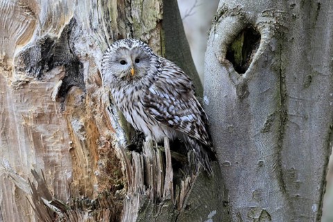 Hawk owl (Strix uralensis), adult, in winter, on tree trunk, Bohemian Forest, Czech Republic,
