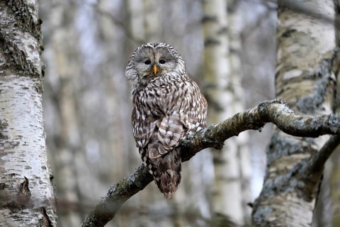Hawk owl (Strix uralensis), adult, in winter, on tree, Bohemian Forest, Czech Republic, Europe,