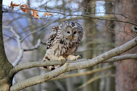 Hawk owl (Strix uralensis), adult, in winter, on tree, alert, Bohemian Forest, Czech Republic,