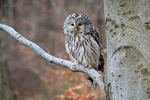 Hawk owl (Strix uralensis), adult, in winter, on tree, on tree trunk, Bohemian Forest, Czech