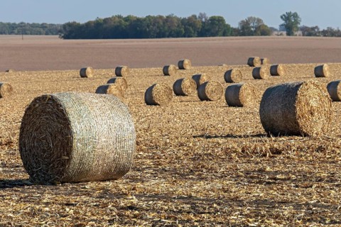 Steen, Minnesota - Round hay bales in a field on a southwestern Minnesota farm